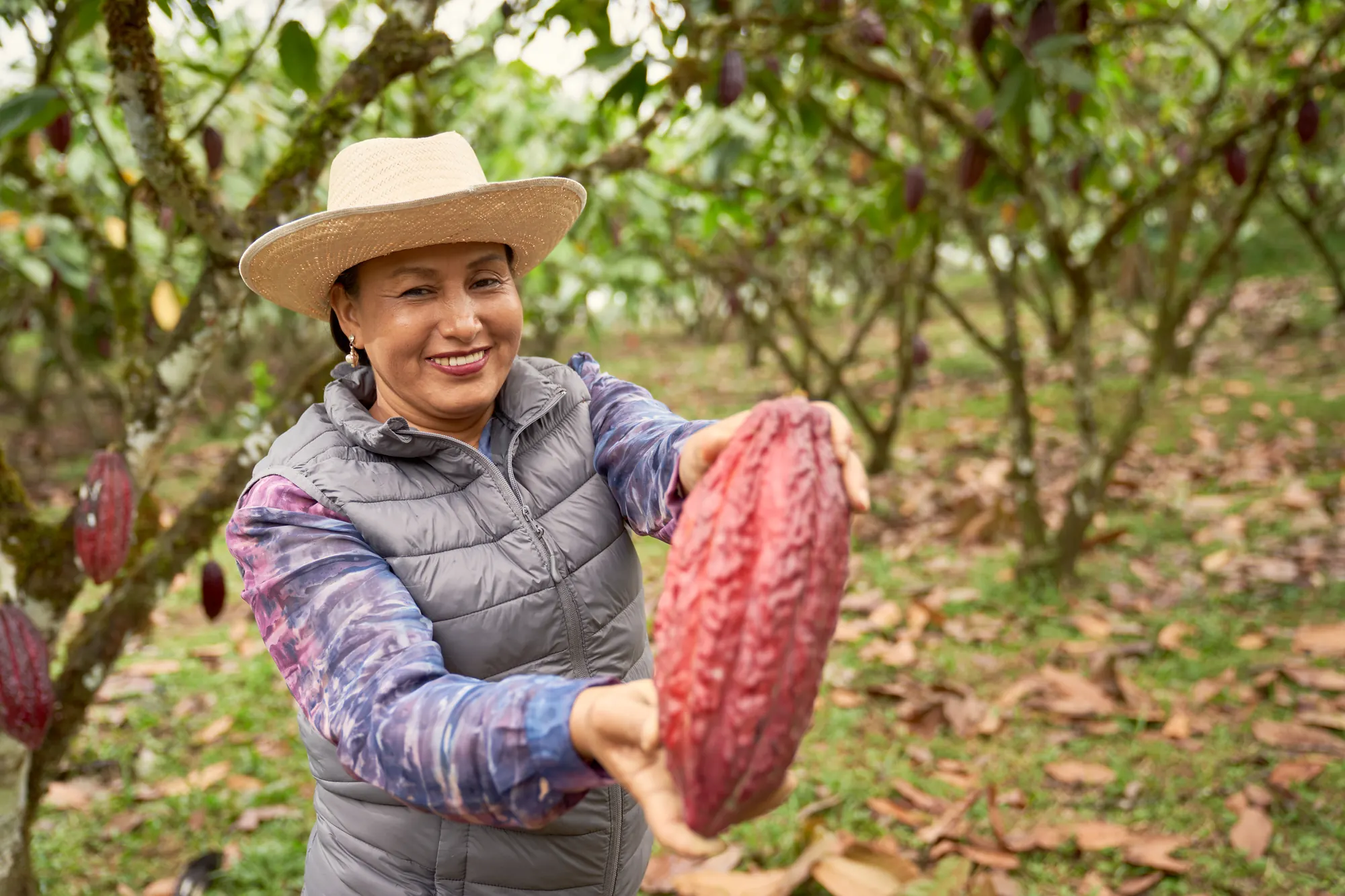 Finca de cacao, Santo Domingo, Banco ProCredit, 2024